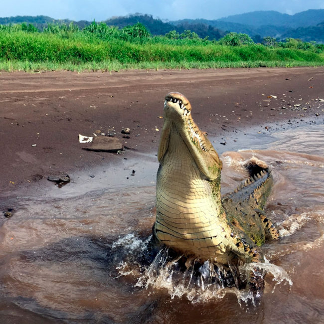 Costa Rica crocodile tour in Tarcoles River