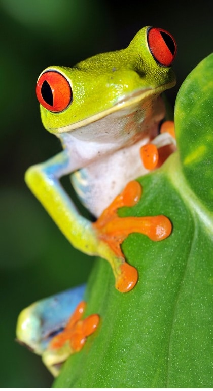 costa rican frogs