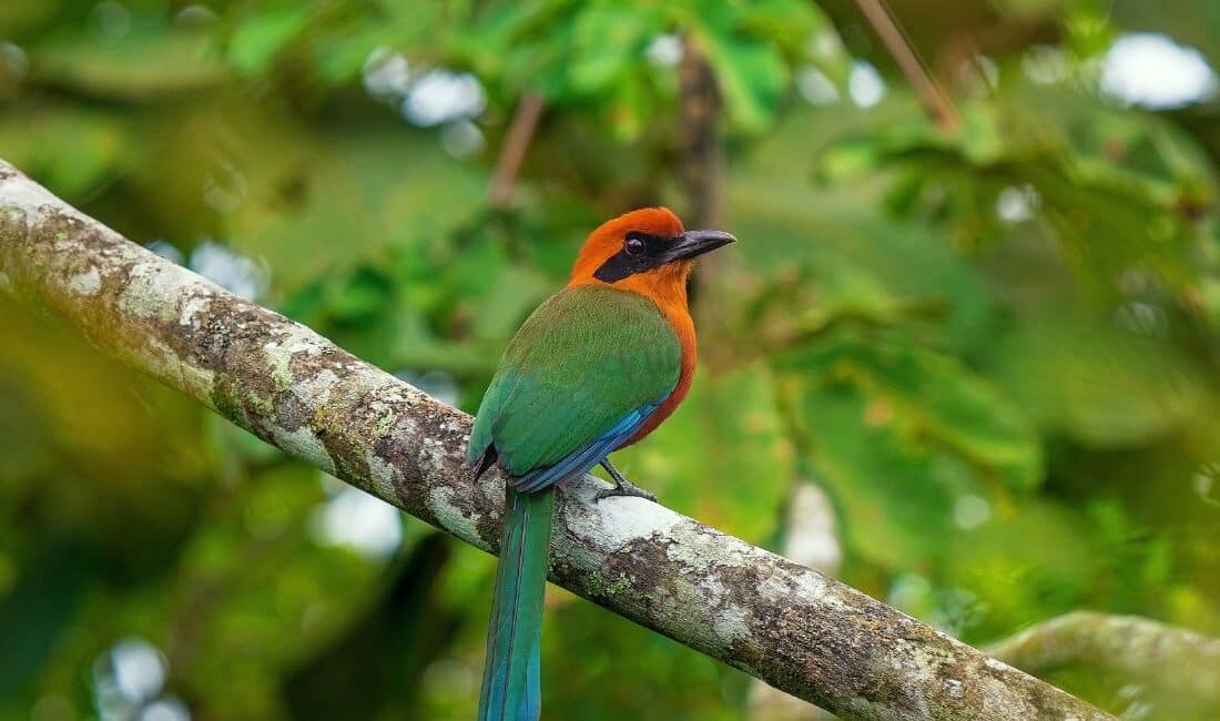 Monteverde Cloud Forest Skywalk