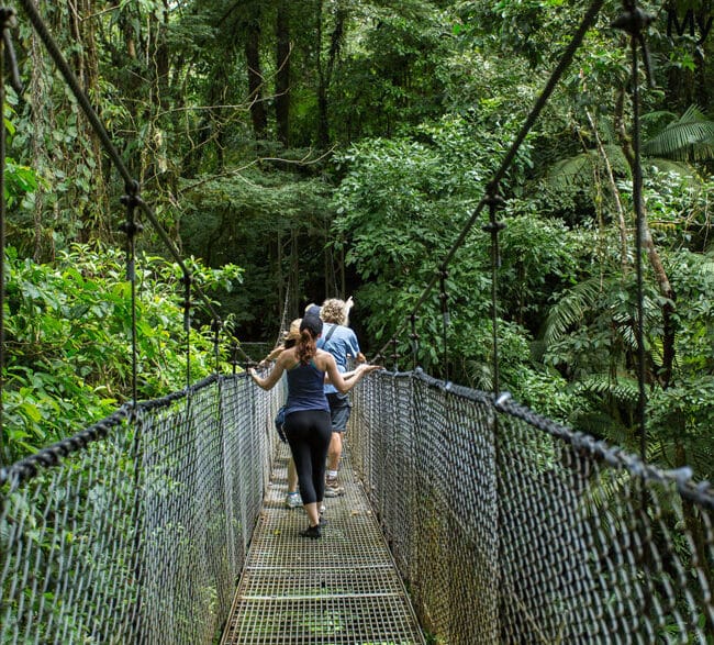 Rainforest Hanging Bridges Walk