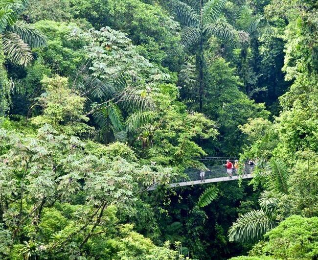 Rainforest Hanging Bridges Walk