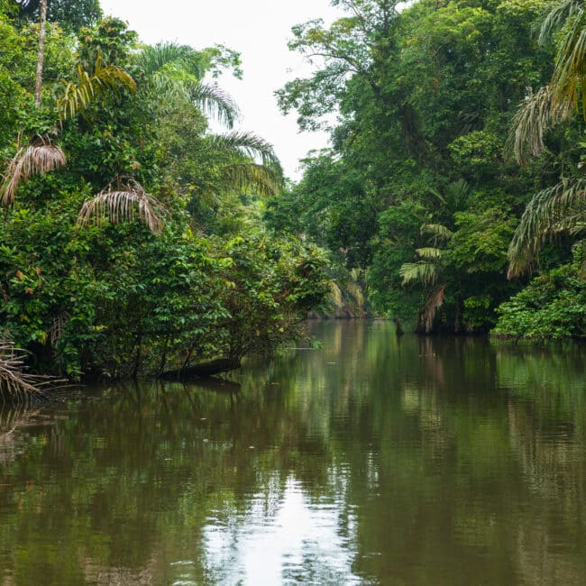 Caño Negro Wildlife Safari