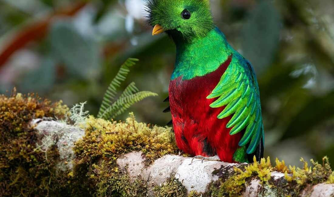 Quetzal Tour