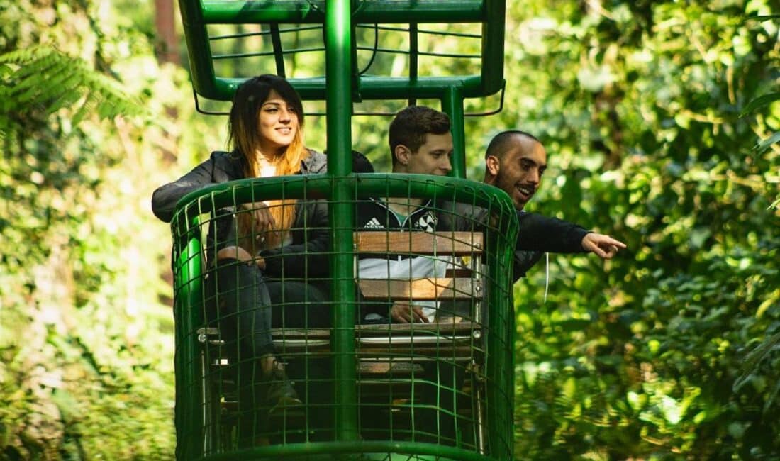 Rainforest Aerial Tram Tour (Shared Tour)